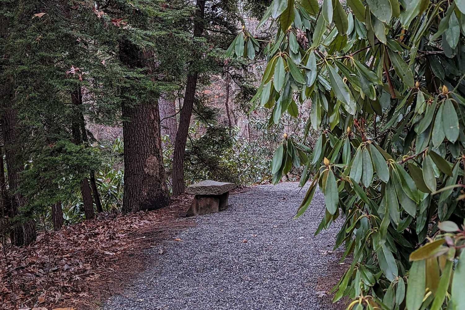 Asheville Botanical Garden photo 1