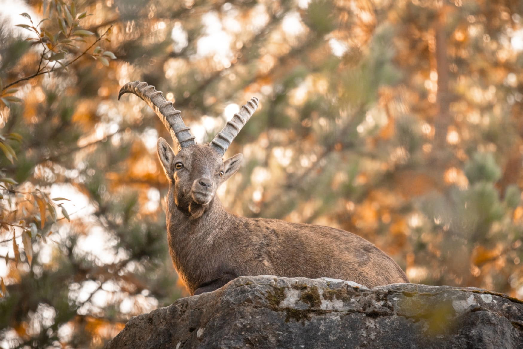 Bad Mergentheim Wild Park photo 1