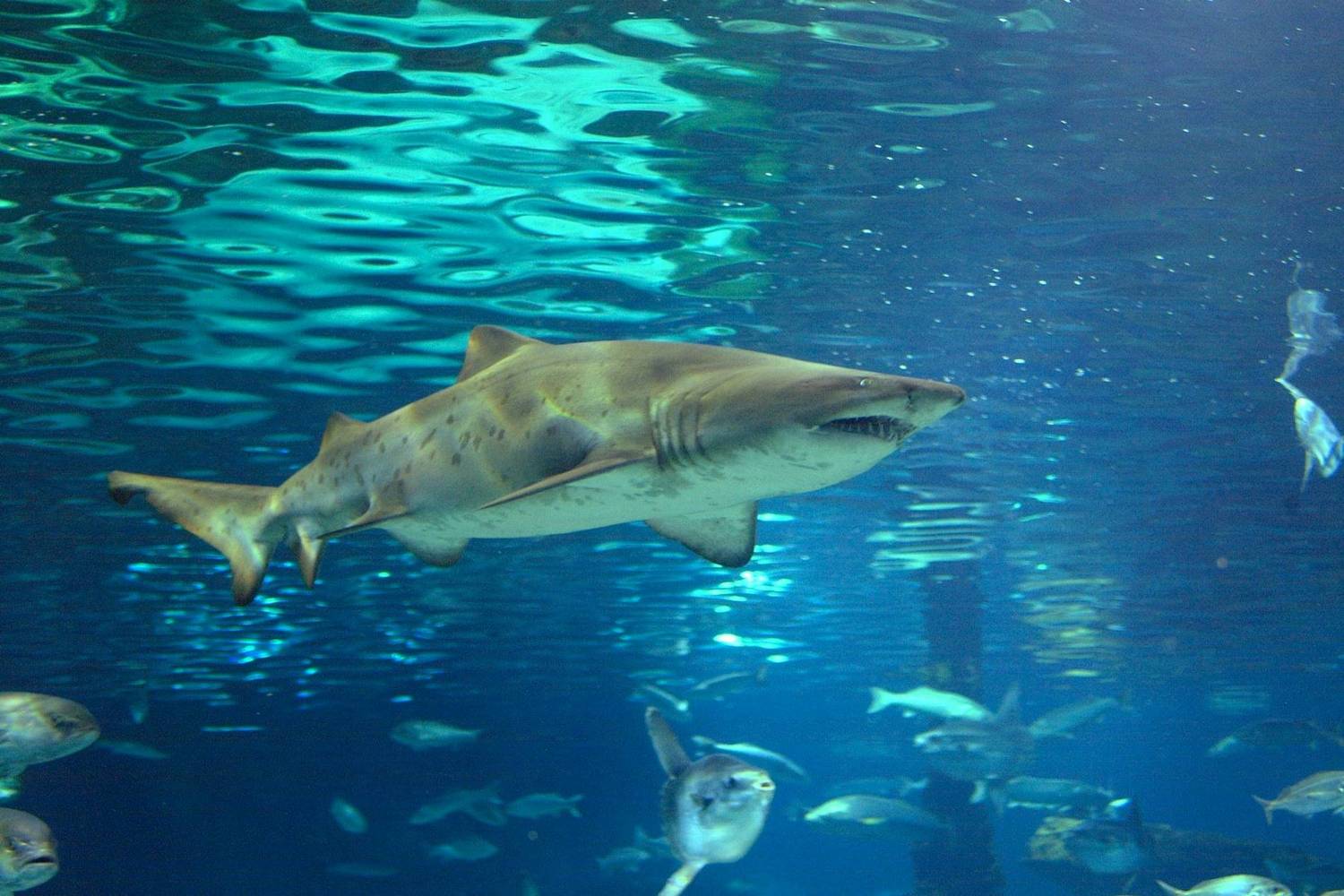 Barcelona Aquarium