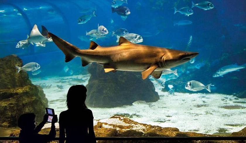Barcelona Aquarium photo 1