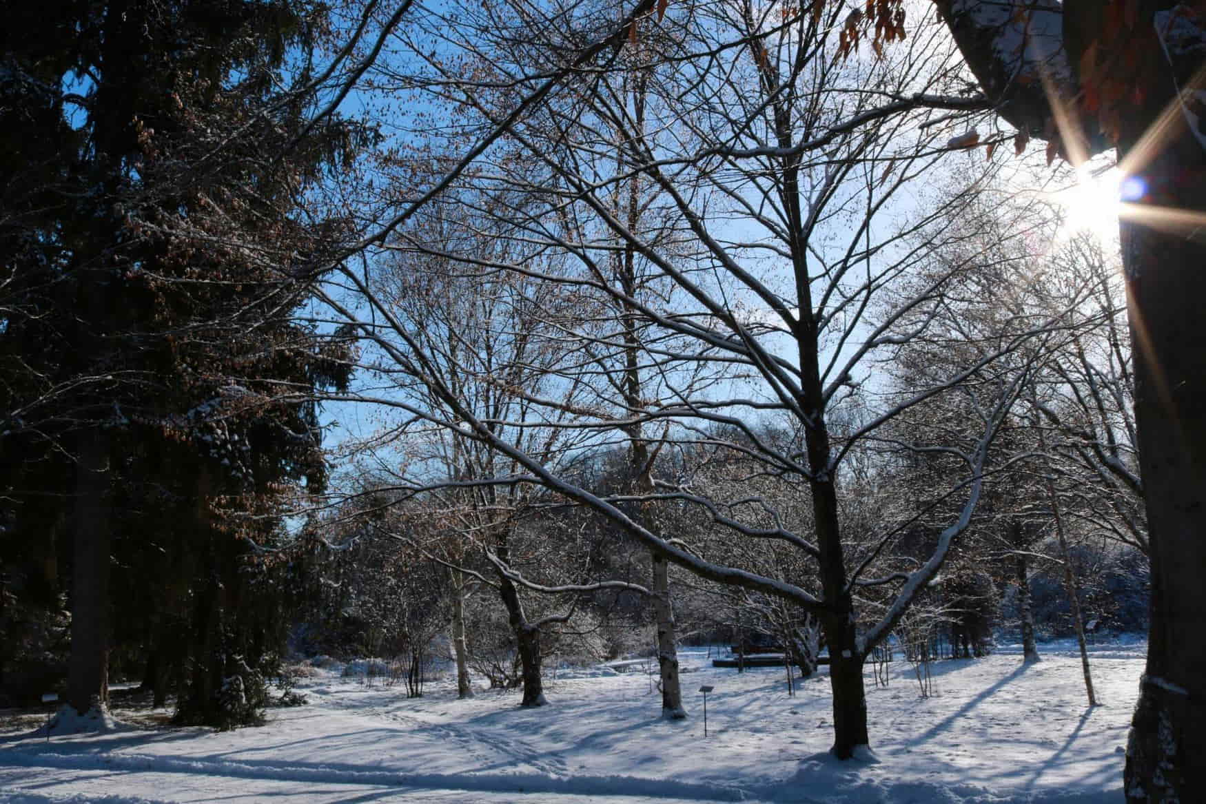 Botanical Garden photo 1