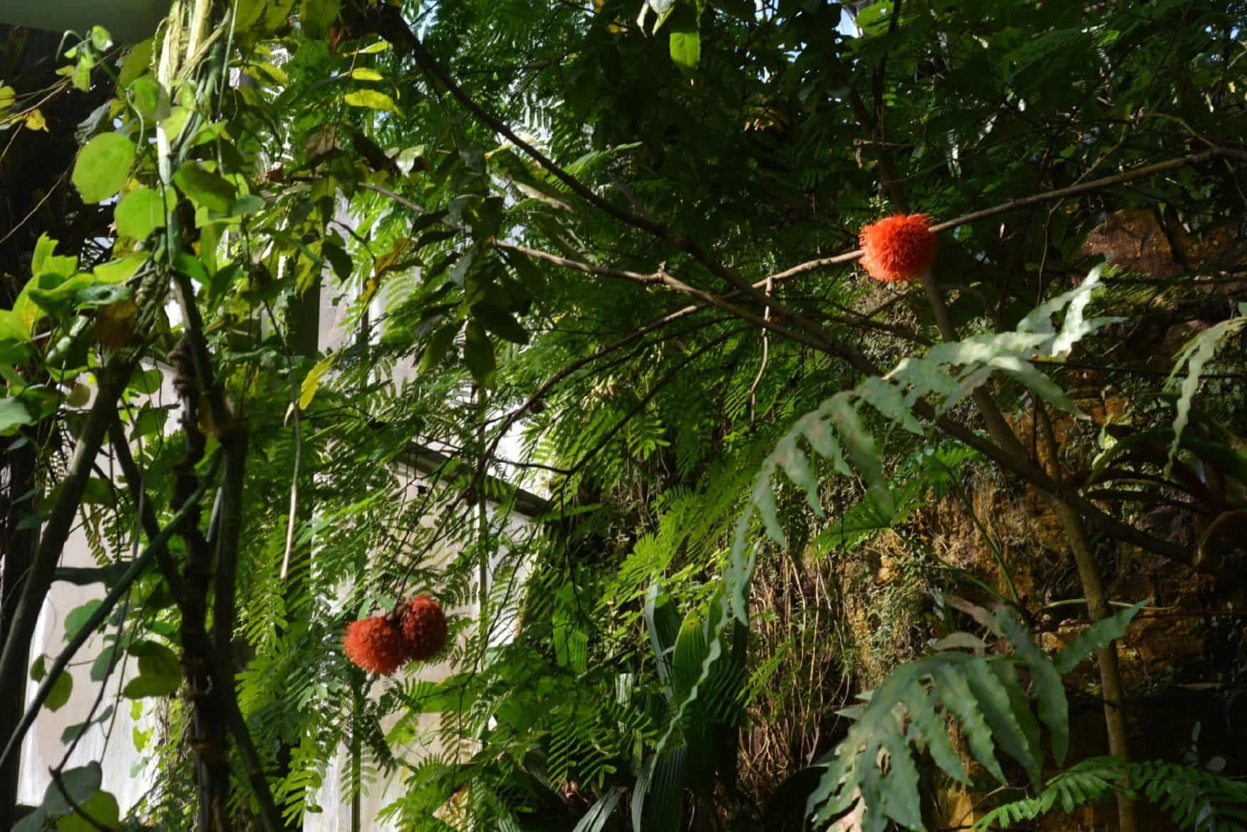 Botanical Garden Osnabrück photo 1
