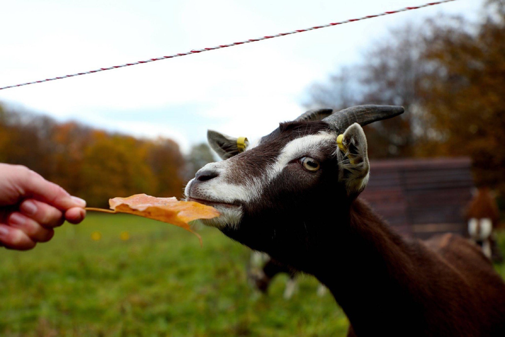 Britzer Garten Farm photo 1