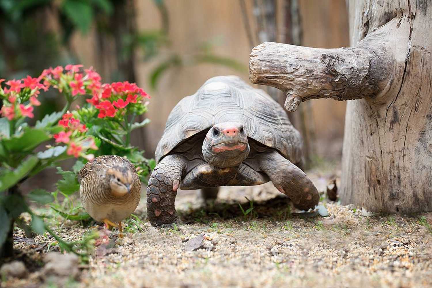 Butterfly Garden at Sayn Palace photo 1