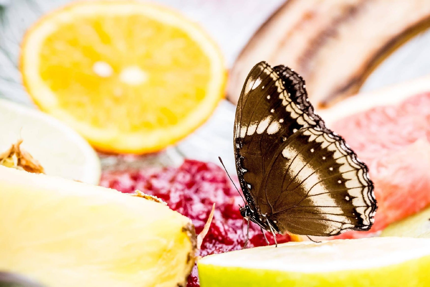 Butterfly House in Elbauenpark photo 1