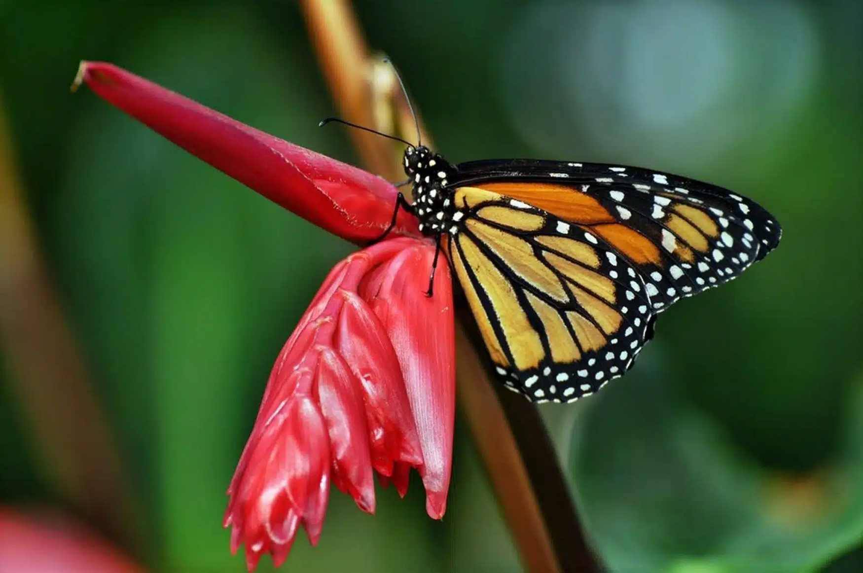 Wildpark Frankenhof photo 1