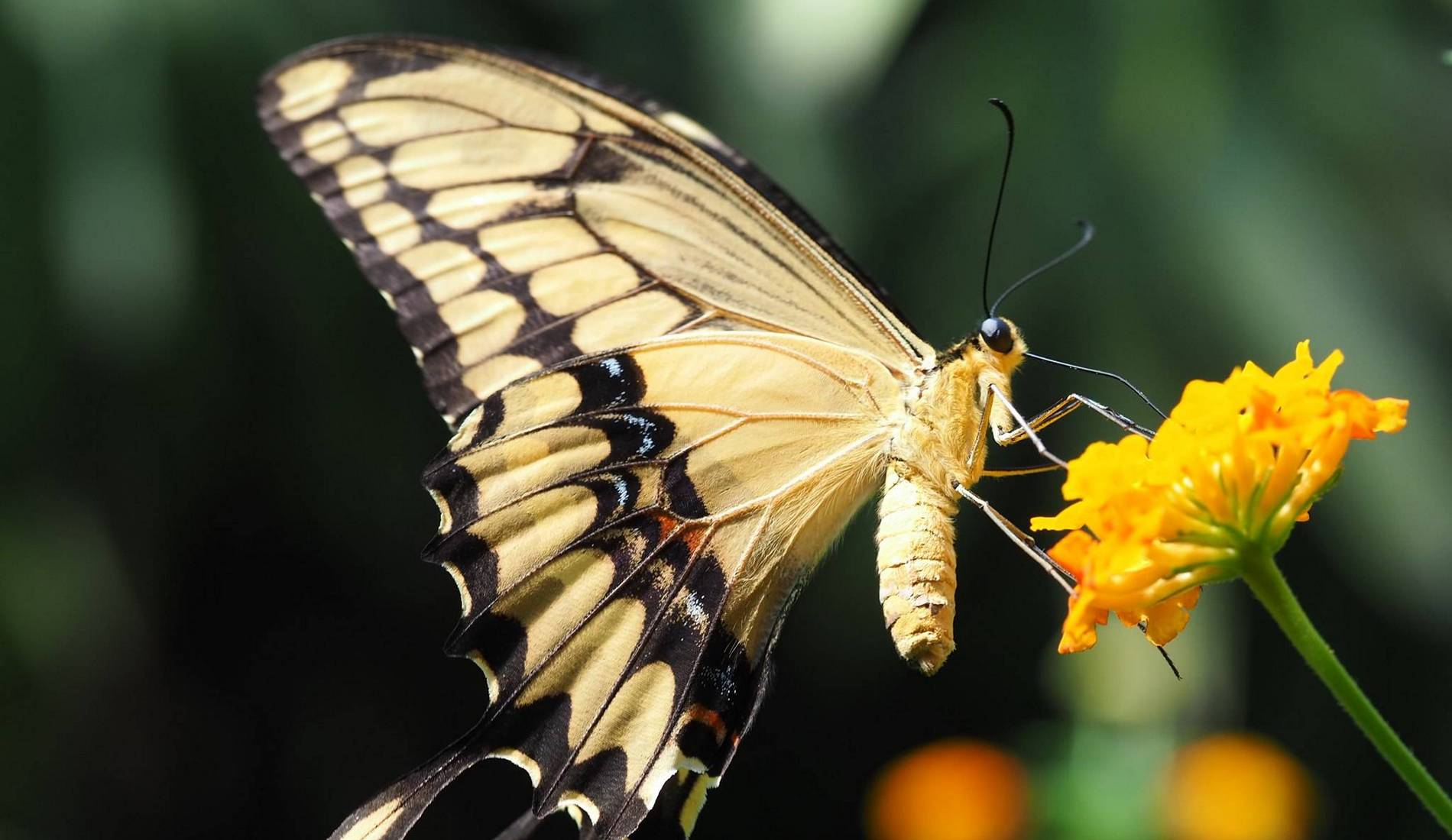 Butterfly Park Empuriabrava