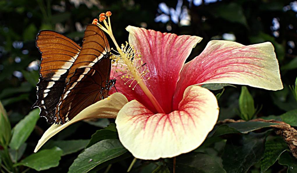 Mariposario de Nijar photo 1