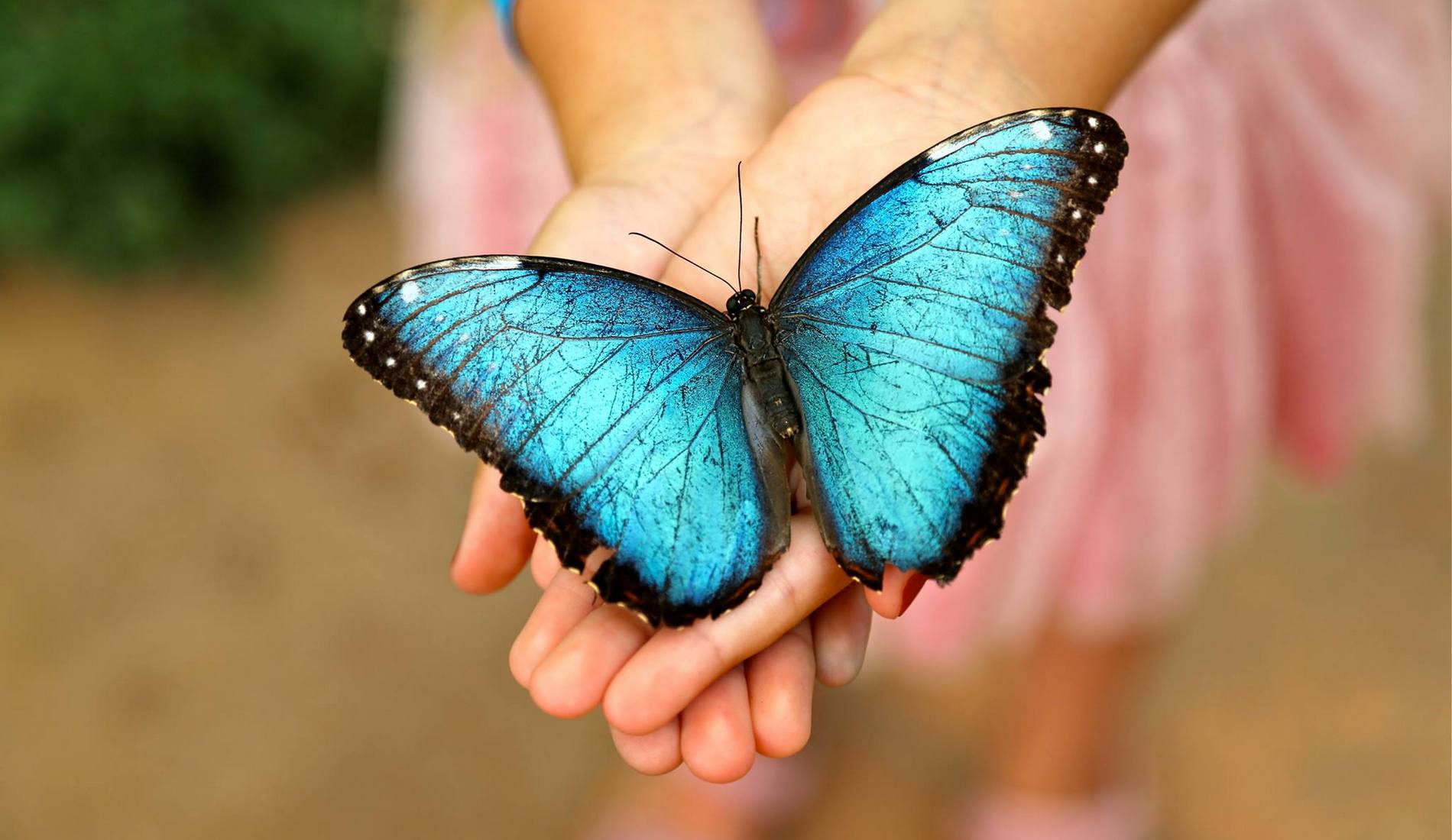 Butterfly Park of Benalmadena