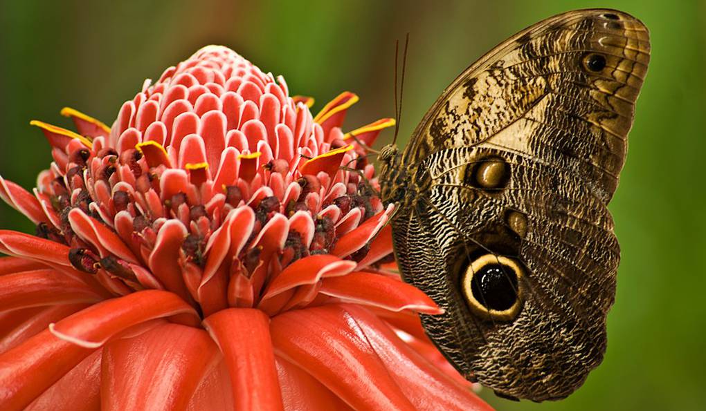 Butterfly Park of Benalmadena photo 1