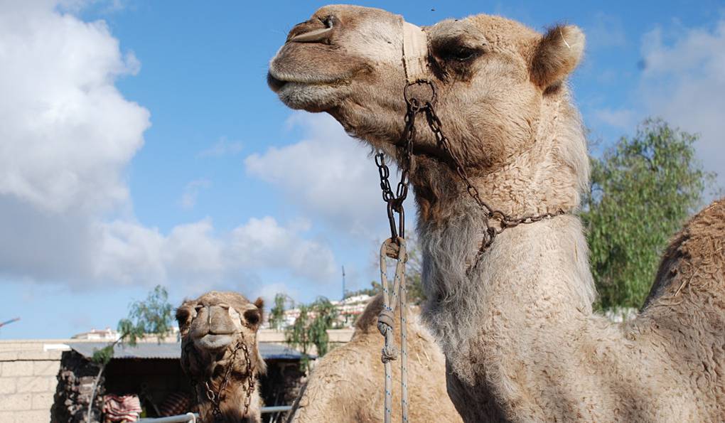 Camel Park Tenerife photo 1