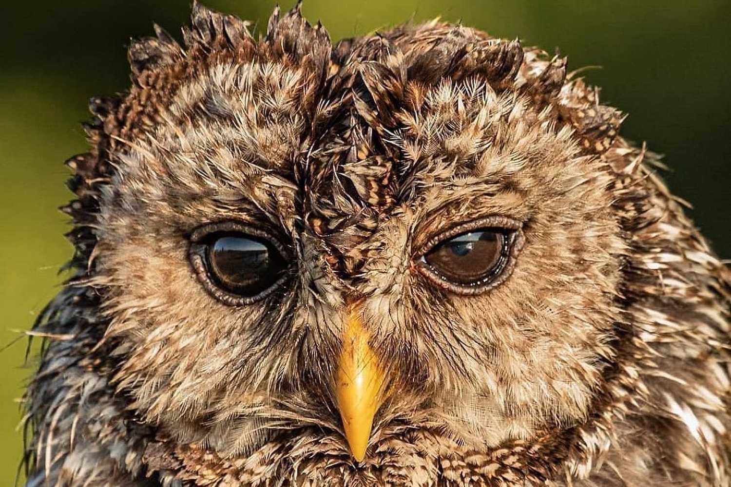 Carolina Raptor Center photo 1