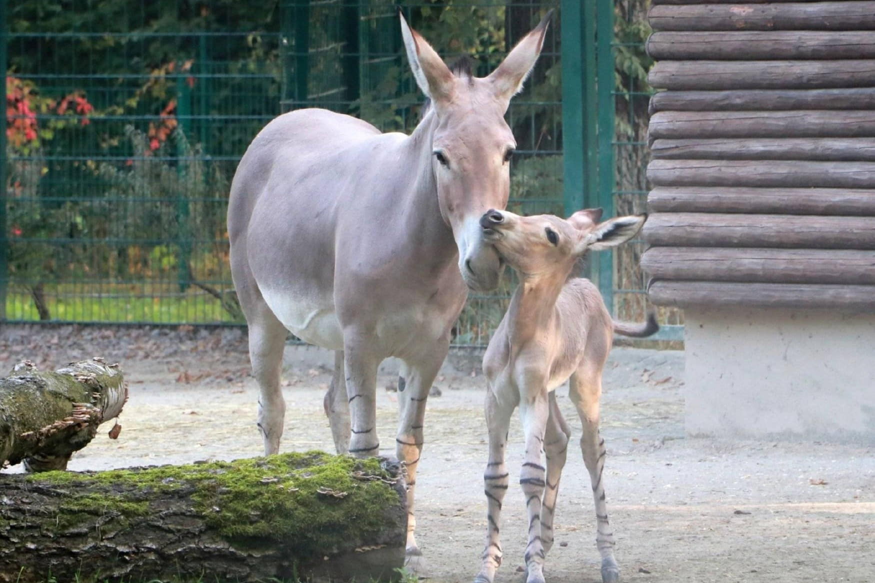 Chemnitz Zoo photo 1
