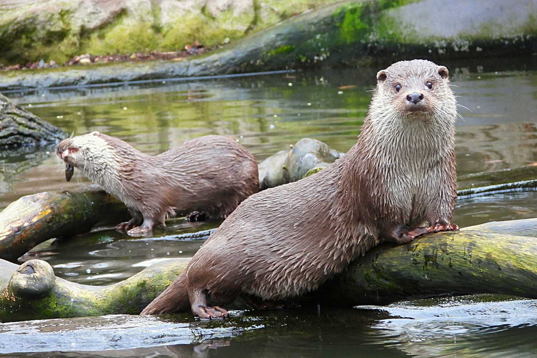 Zoo Dvur Kralove photo 1