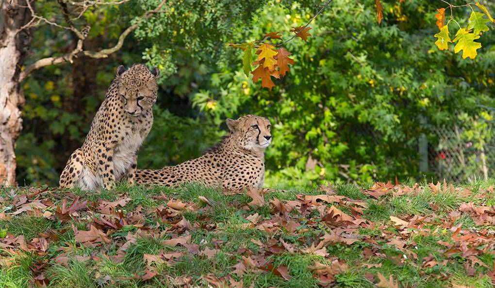 Solingen Bird and Animal park photo 1