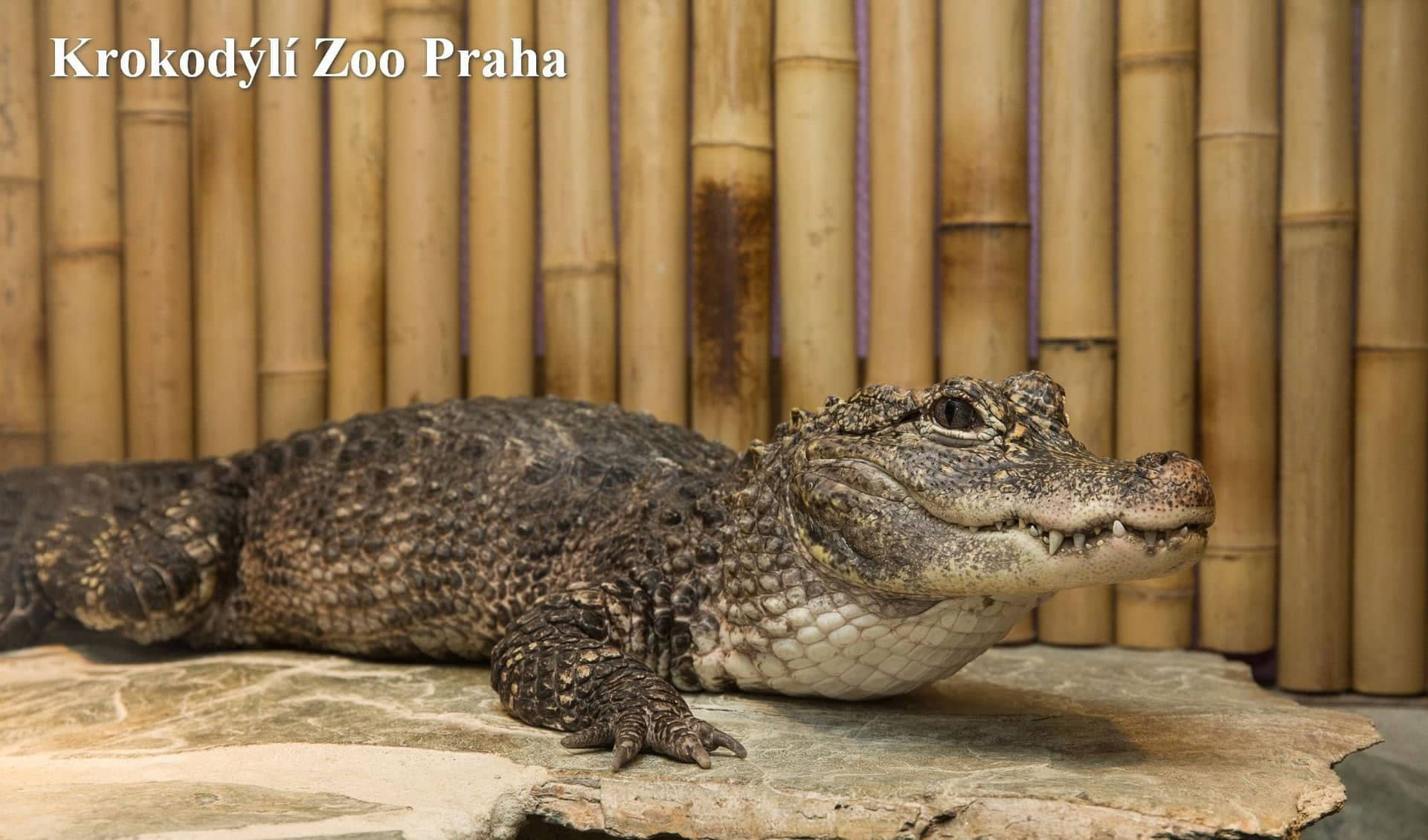 Crocodile Zoo