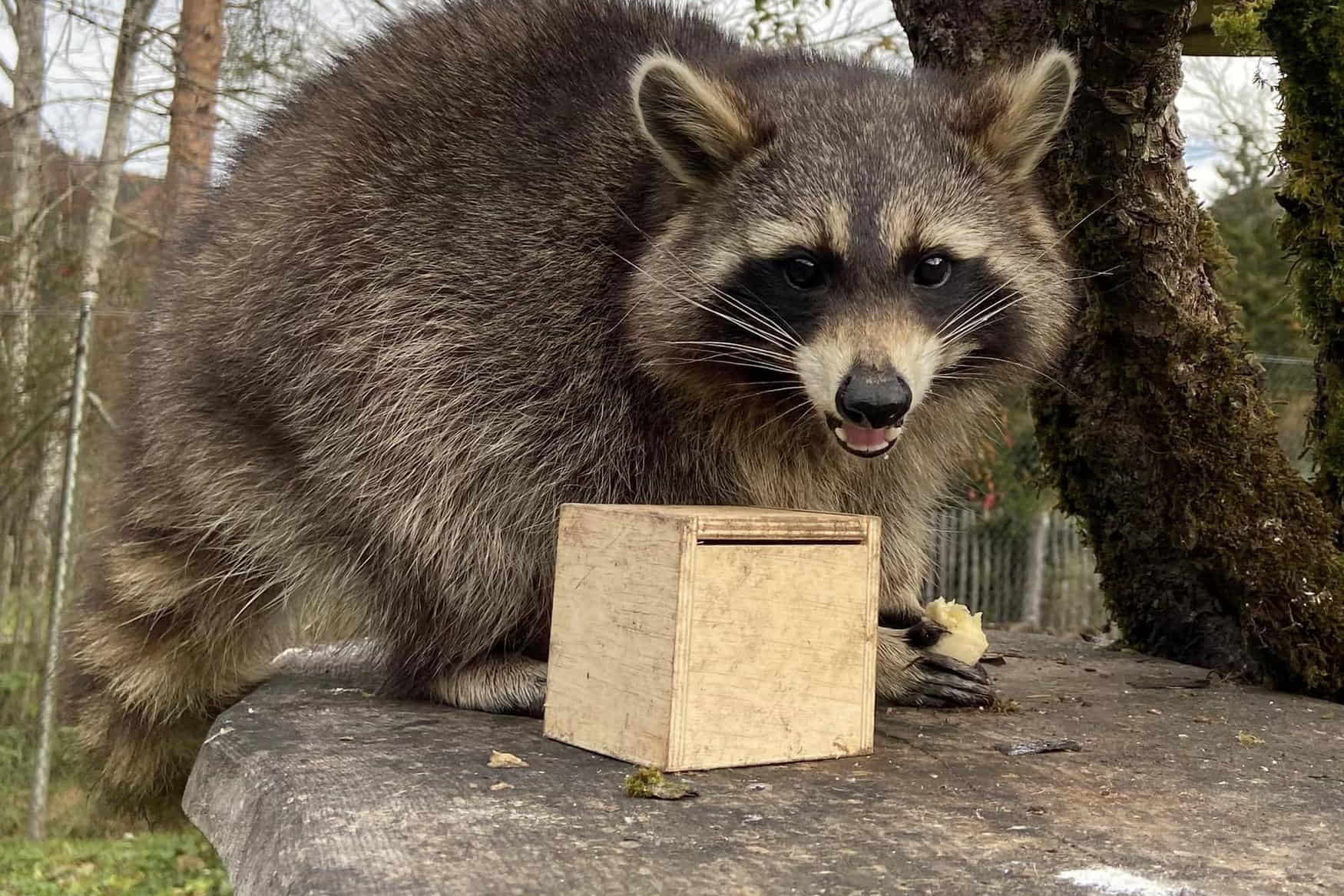 Cumberland Wildlife Park Grunau photo 1