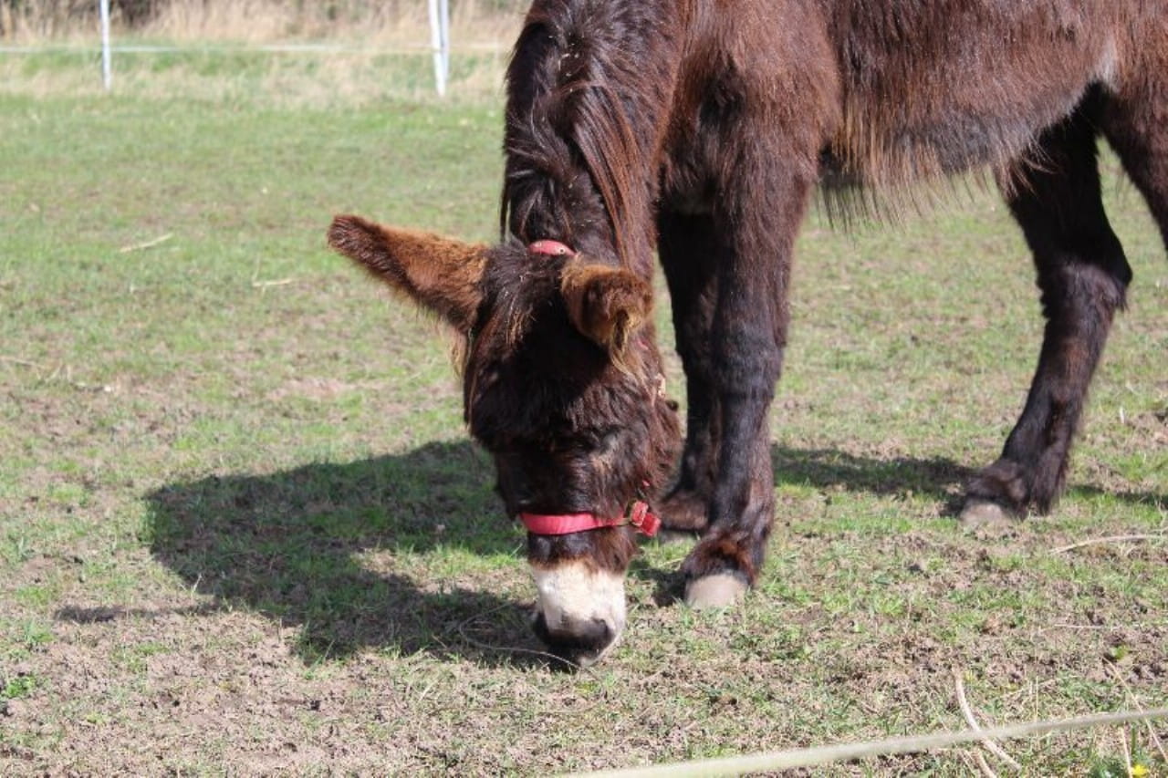 Eselnest Farm photo 1