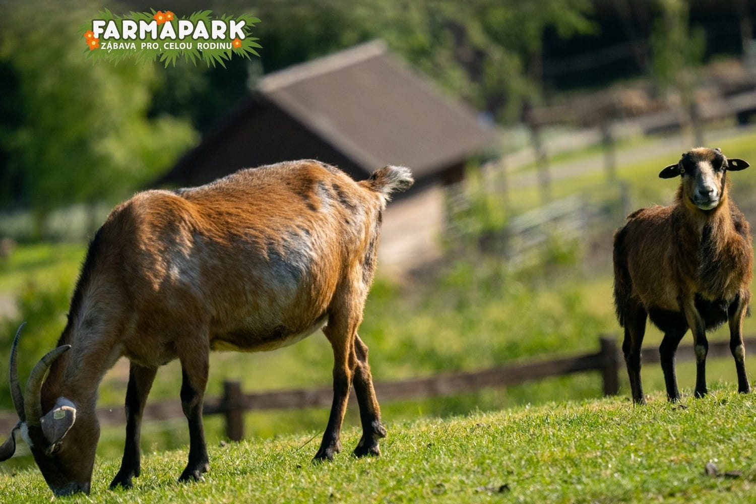 Zoopark Milicov photo 1