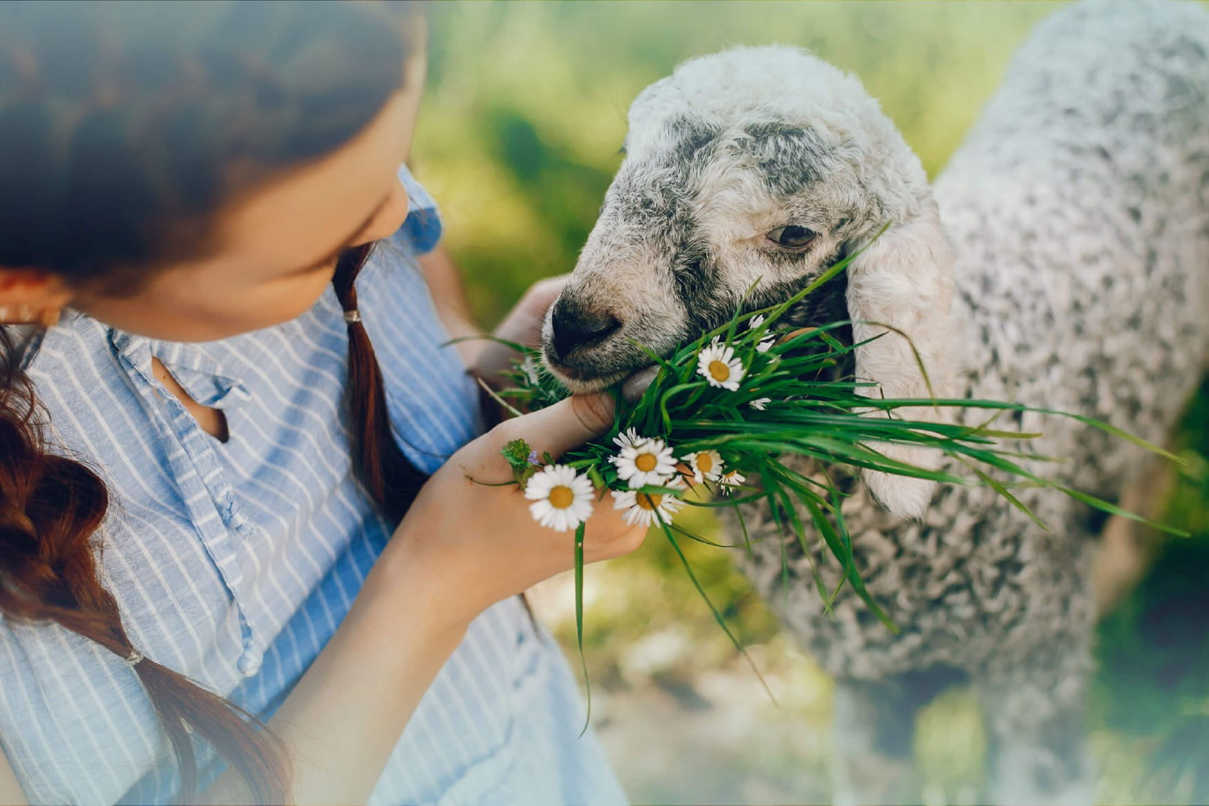 Fresopolis Mallorca photo 1