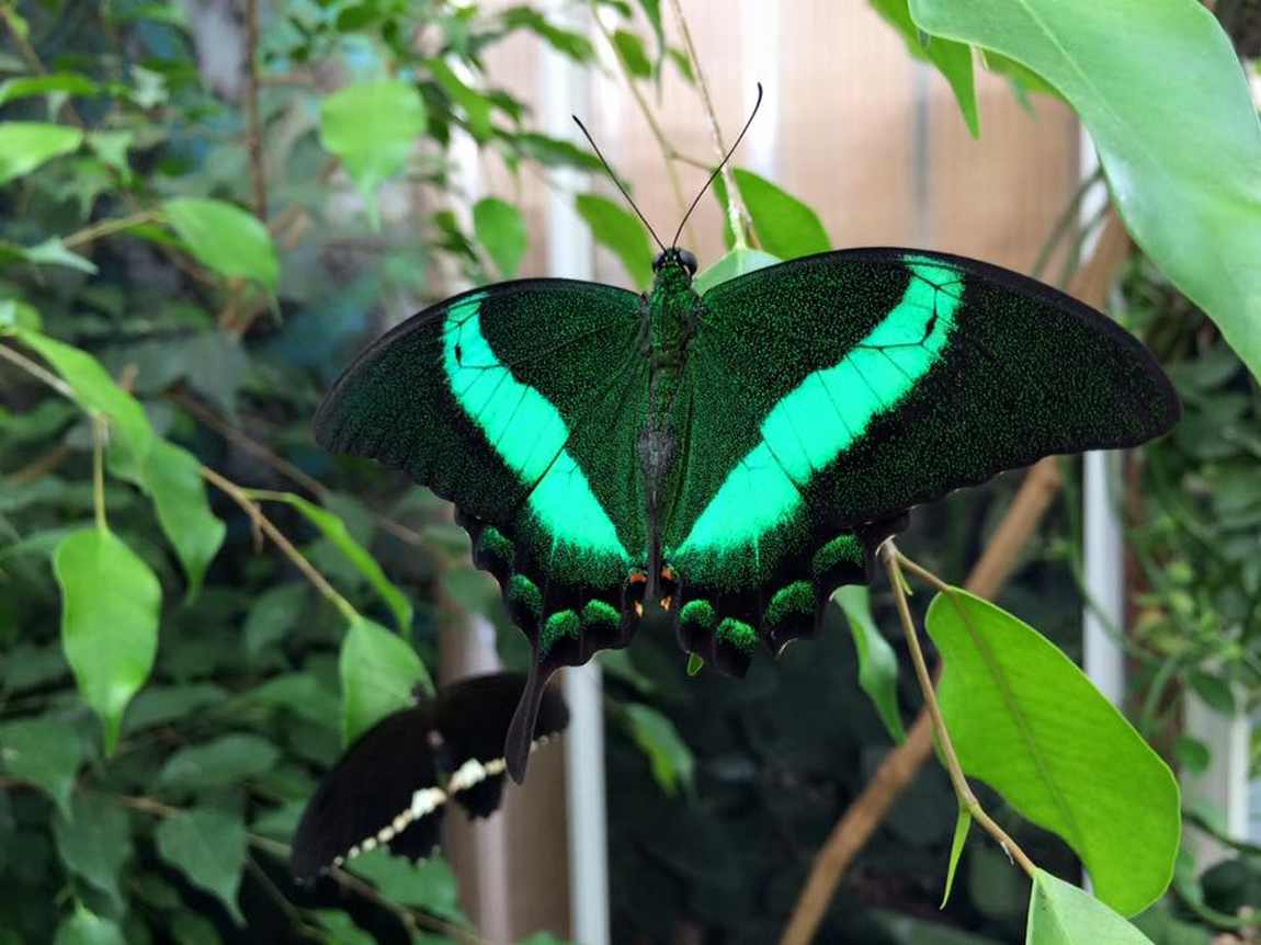 Friedrichsruh Butterfly Garden photo 1