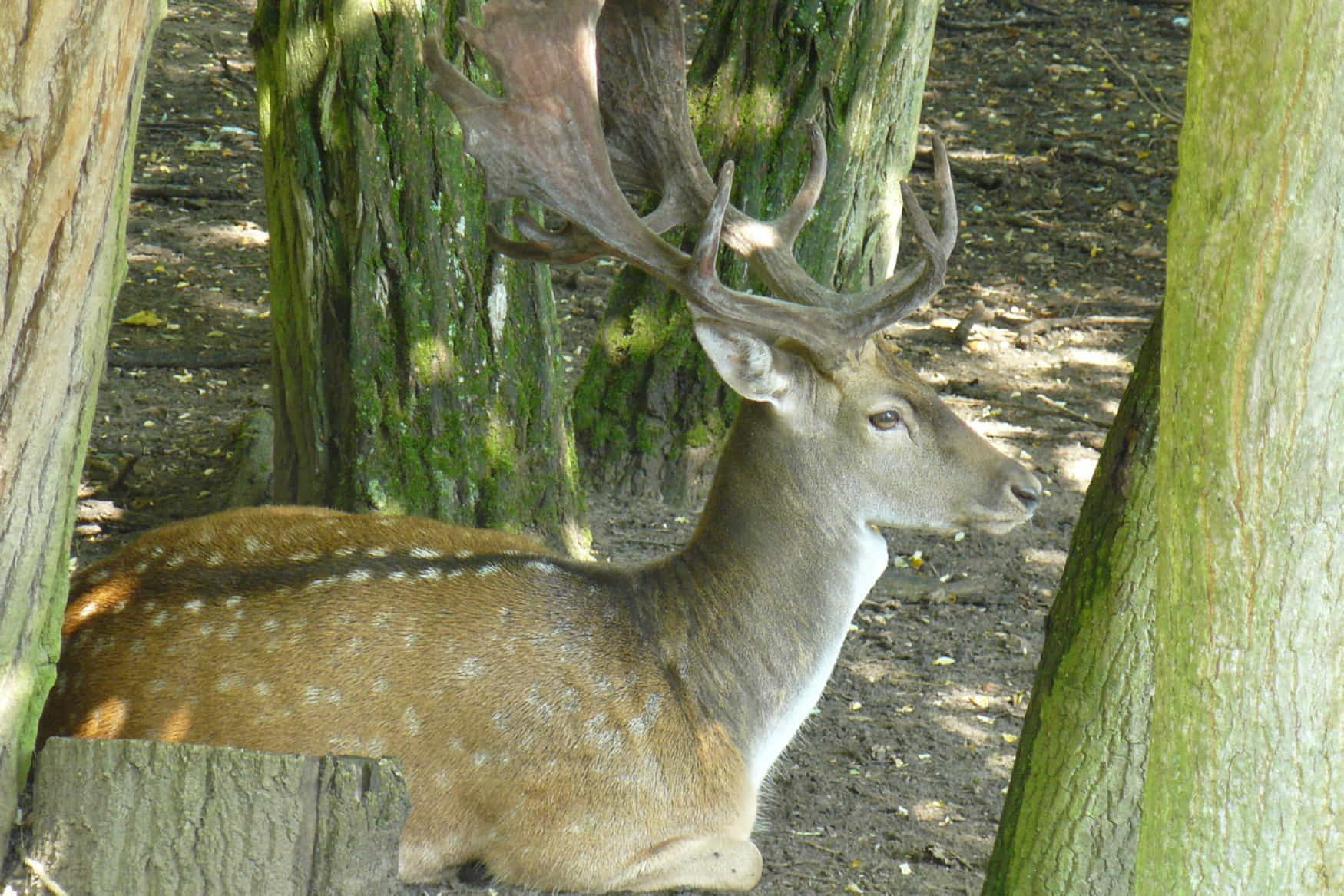 Wildpark Retter Hofheim photo 1