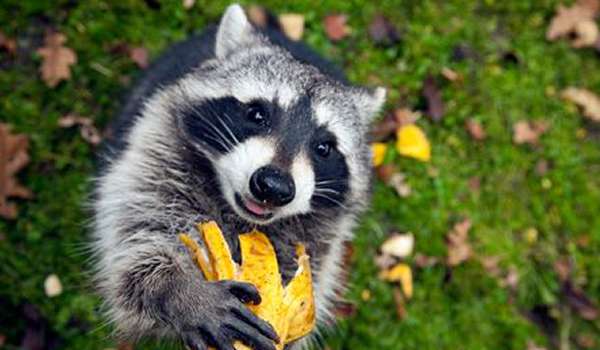 Grafenberger Wildpark photo 1