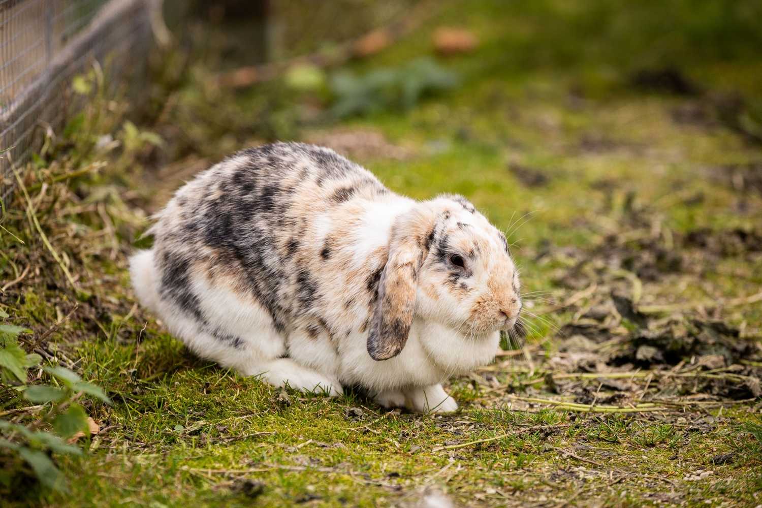 Gut Aiderbichl Henndorf Farm photo 1