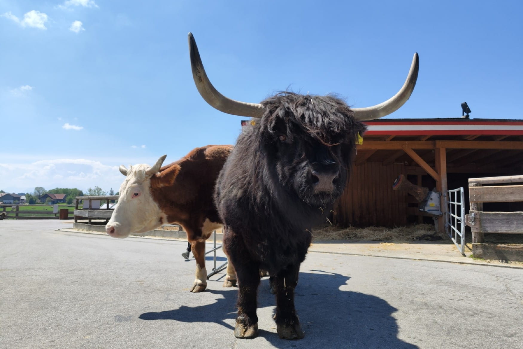 Gut Aiderbichl Iffeldorf Farm photo 1