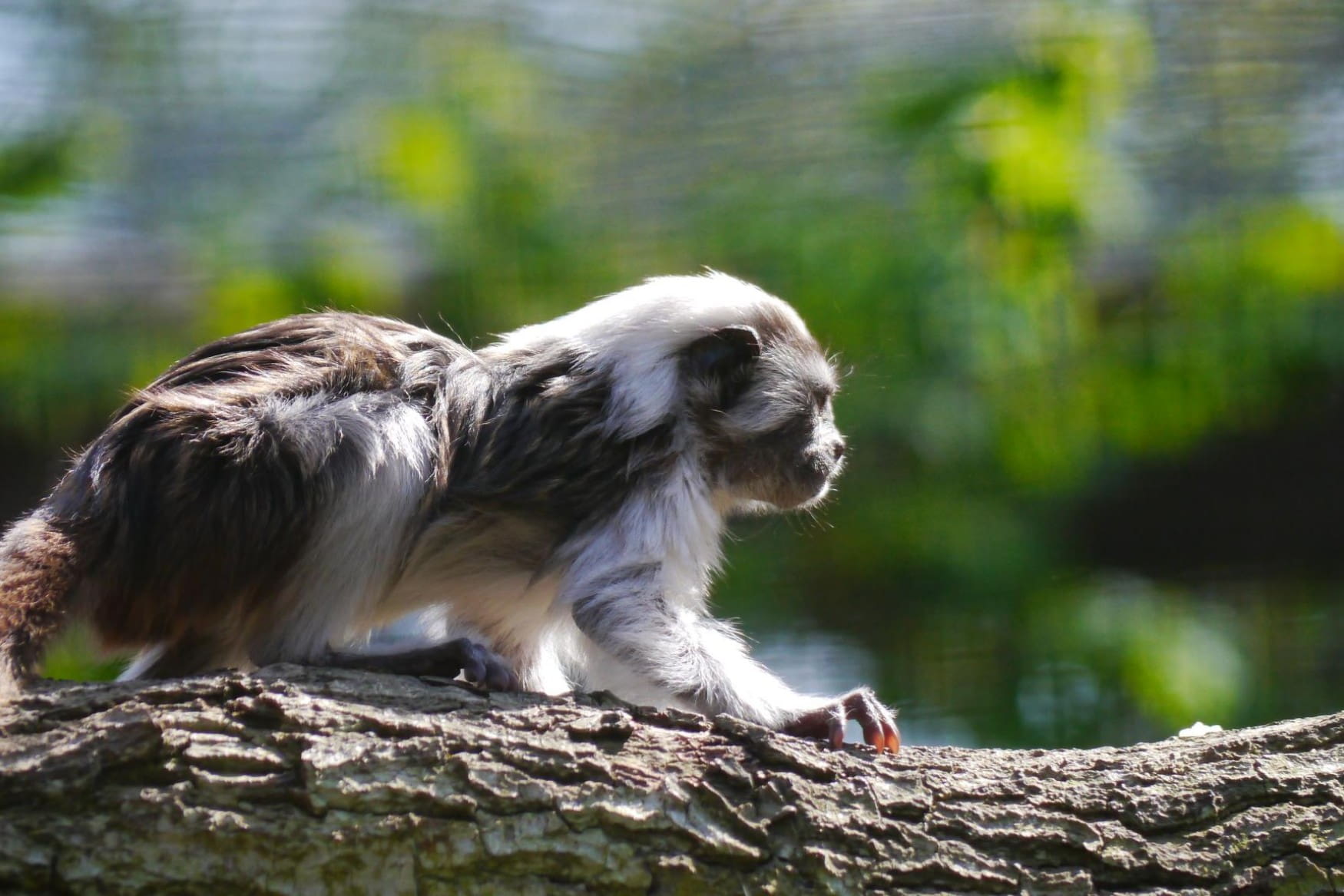 Herborn GmbH Zoo photo 1