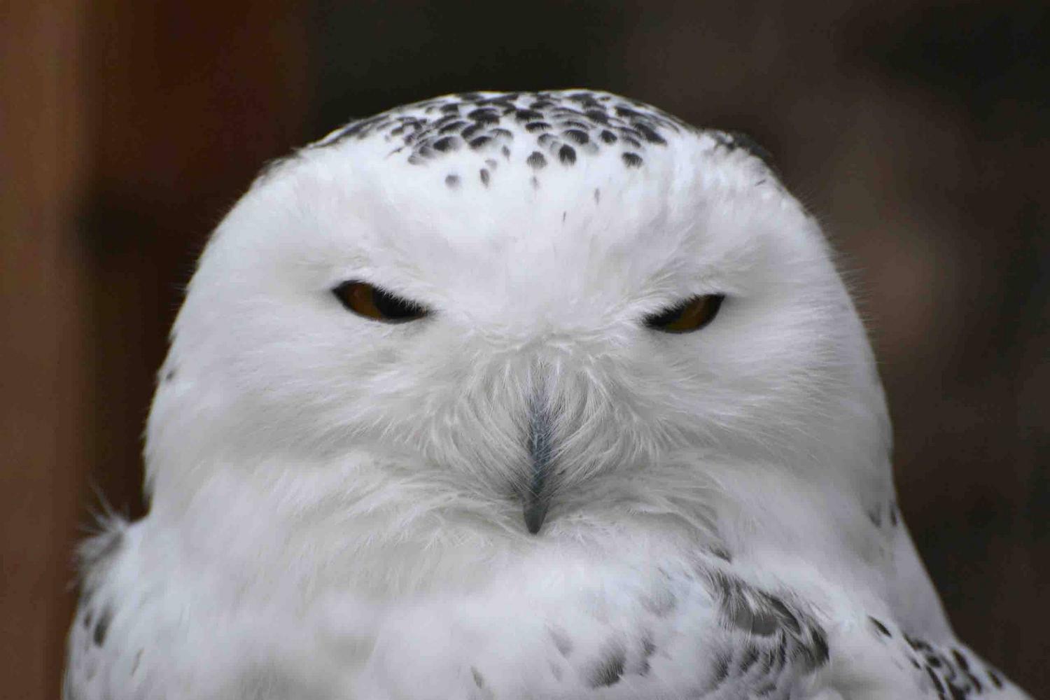 Kameltheater and white Zoo - Kernhof photo 1