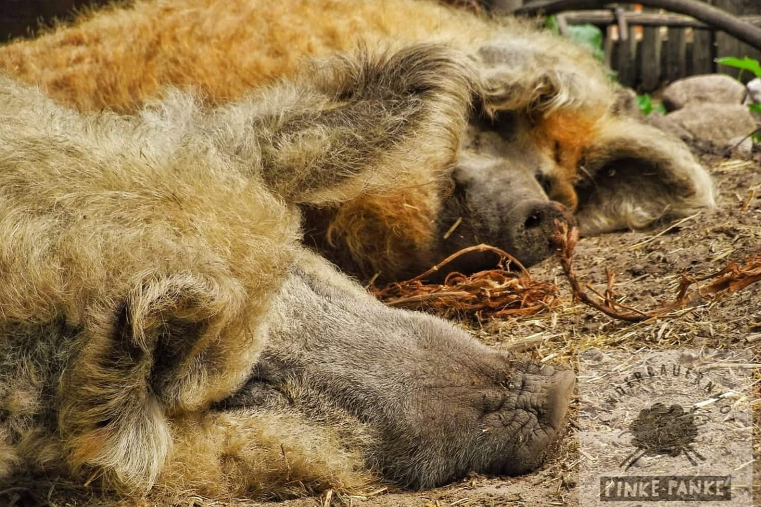 Kinderbauernhof Pinke-Panke photo 1