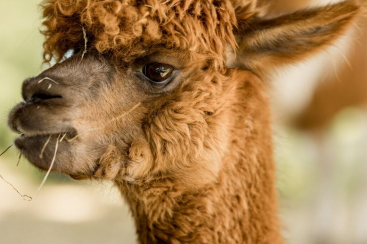 Wildpark Frankenhof photo 1