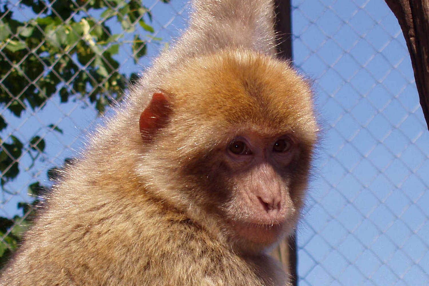 Ludwigslust Zoo photo 1