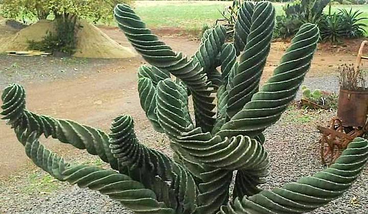 Botanical Garden of Malaga photo 1