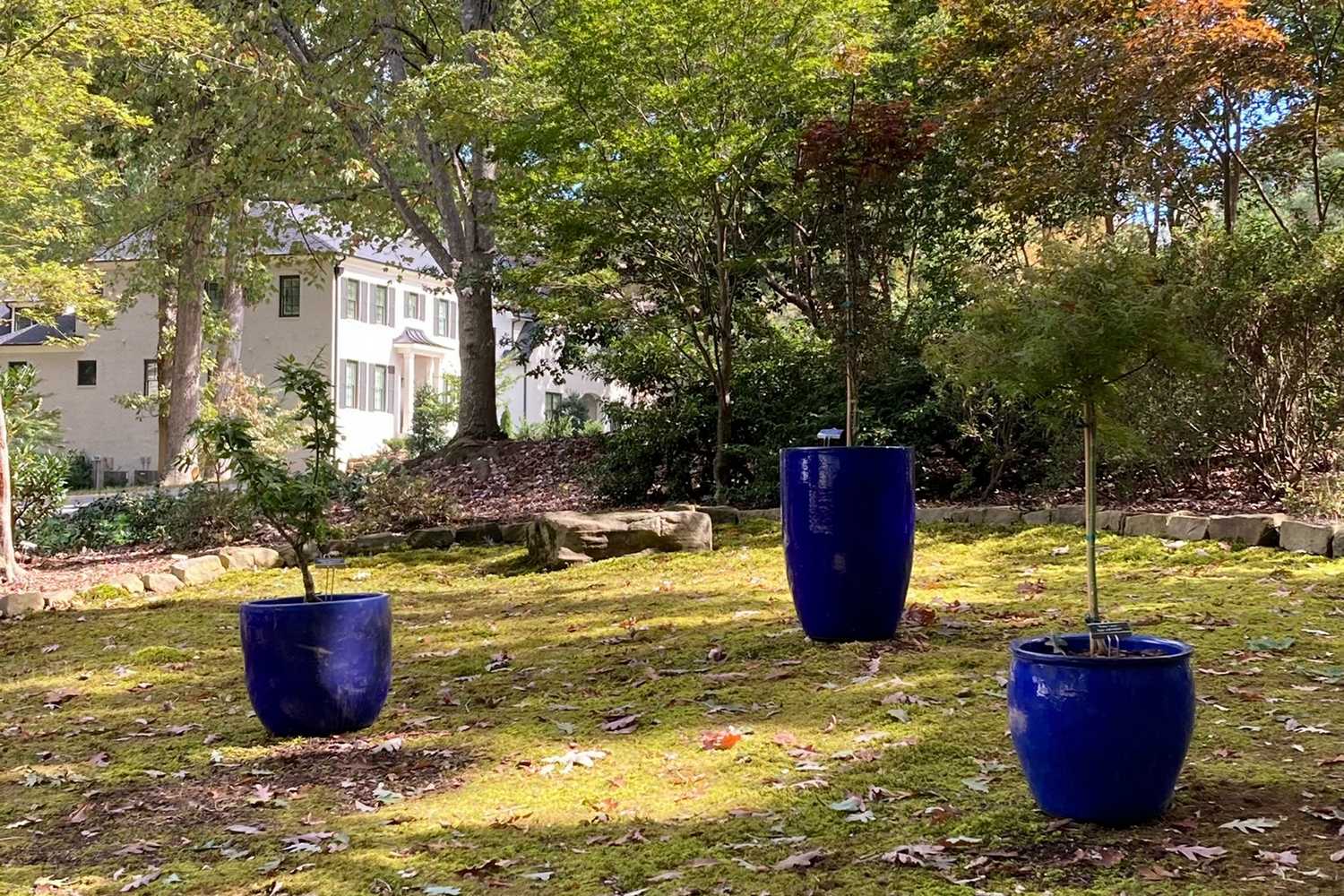 MapleWalk Garden photo 1