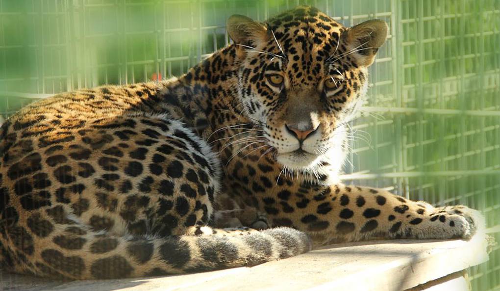 Safari Park La Reserva photo 1