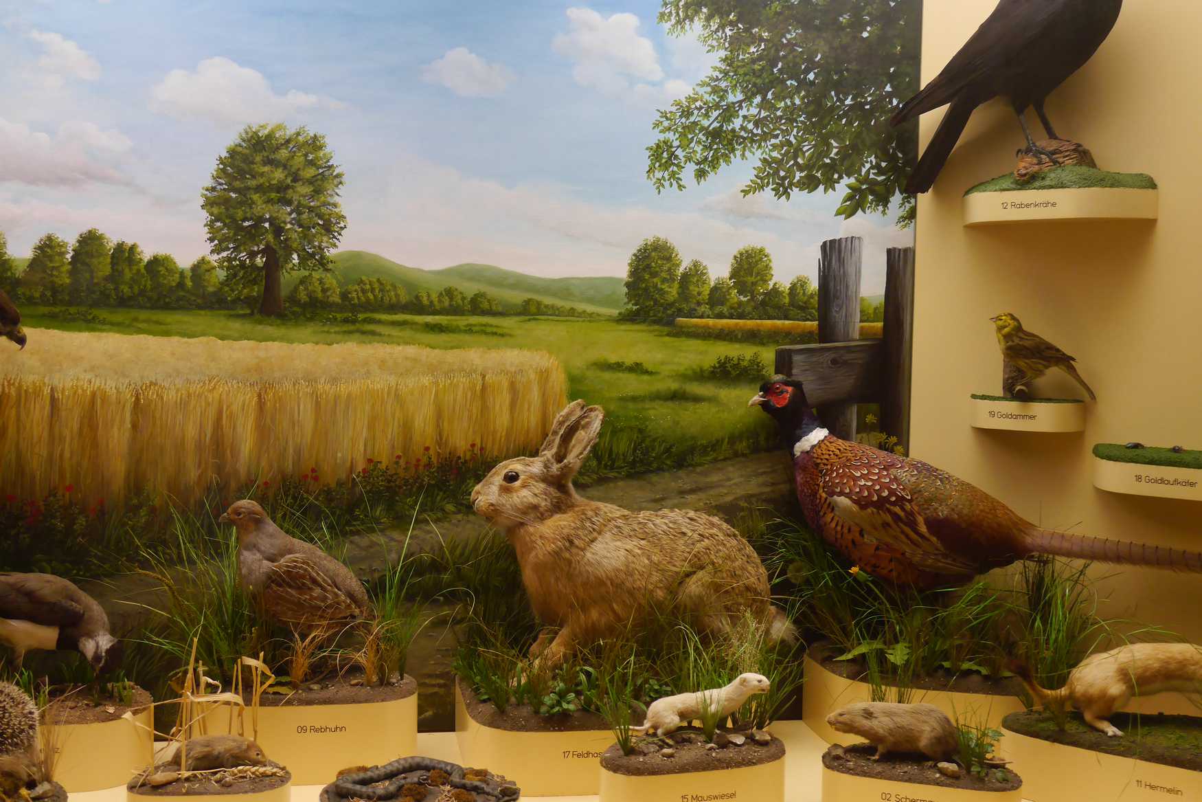 Museum of Man and Nature