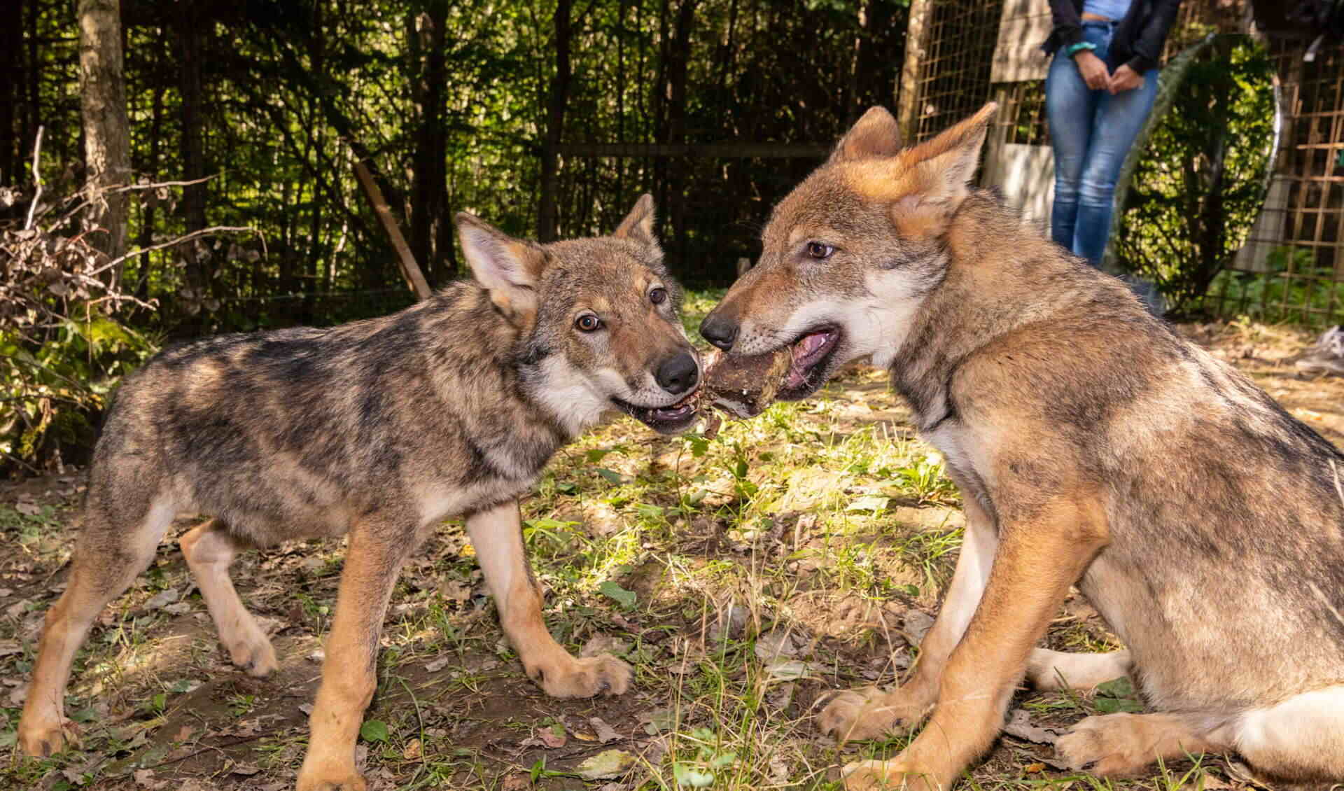 Nature and Adventure Park Buchenberg 