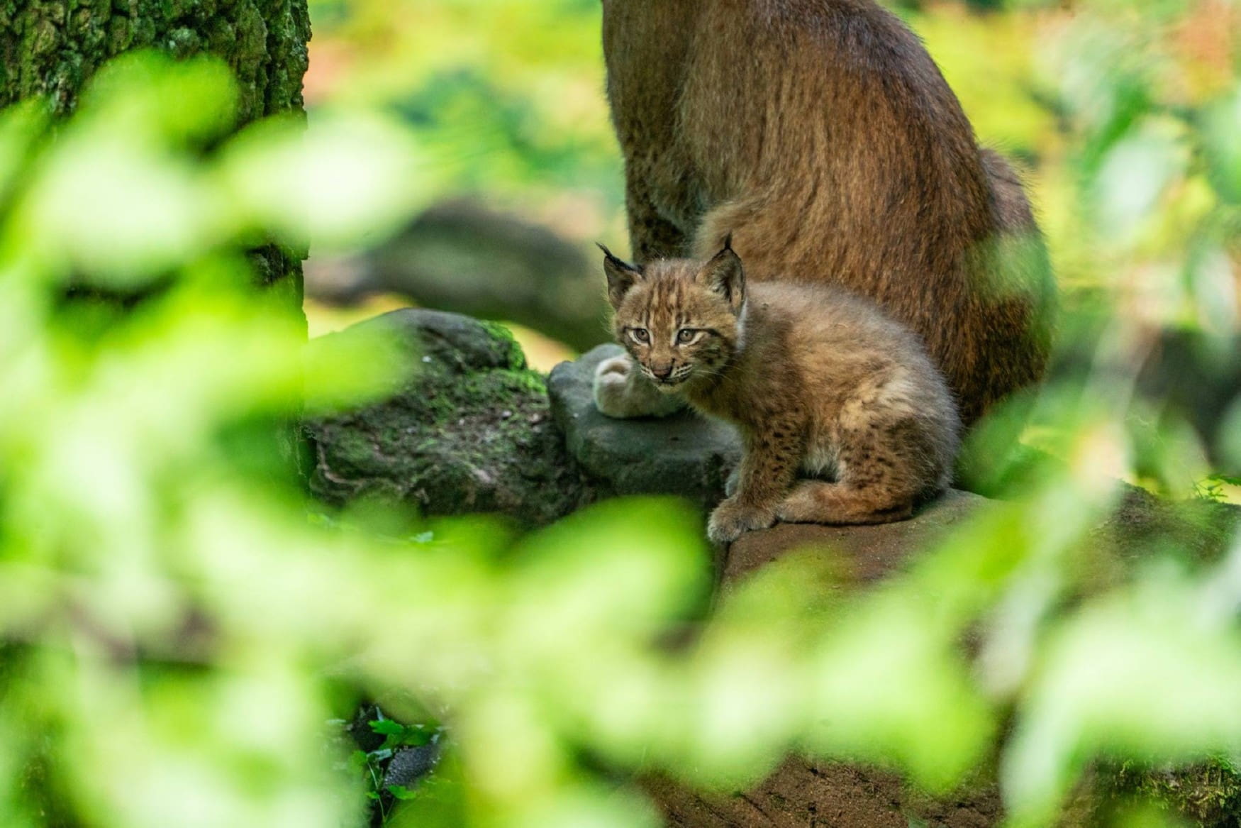 Roehrensee Animal Park photo 1