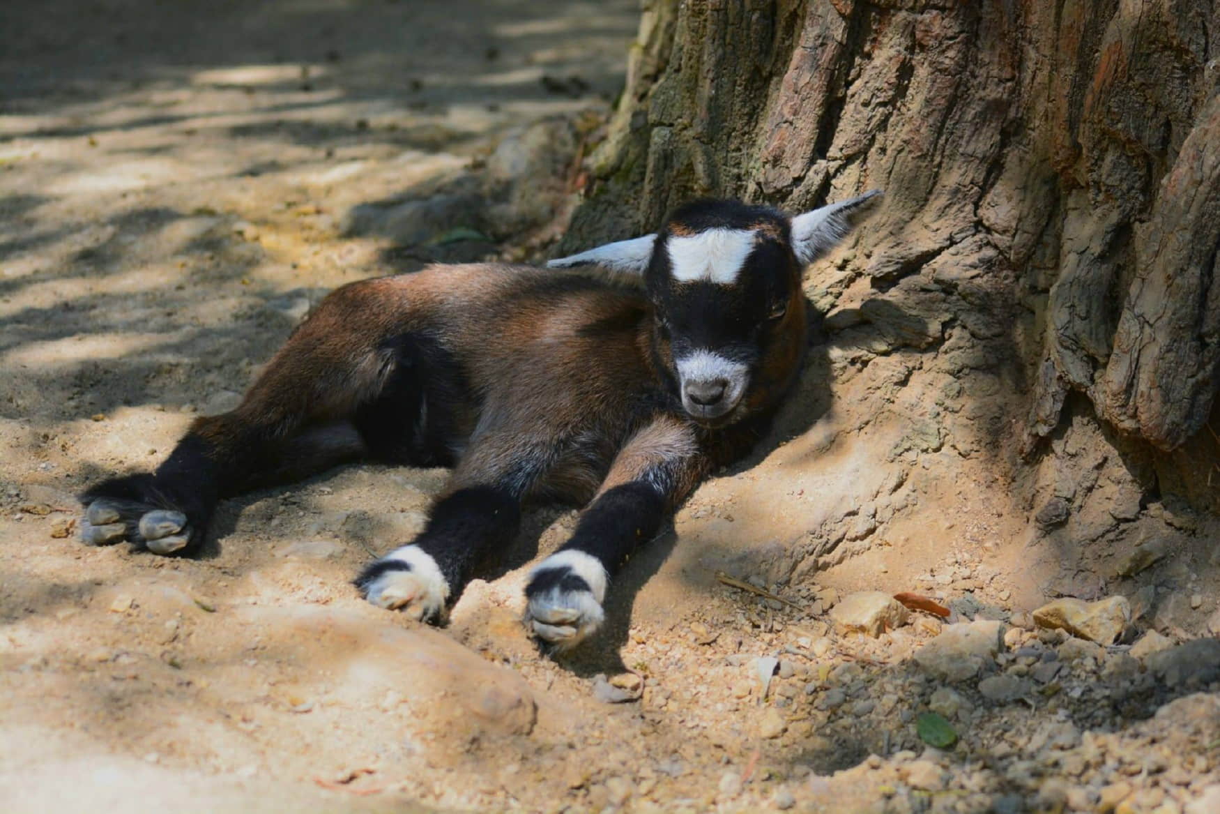 Sea Life Speyer photo 1