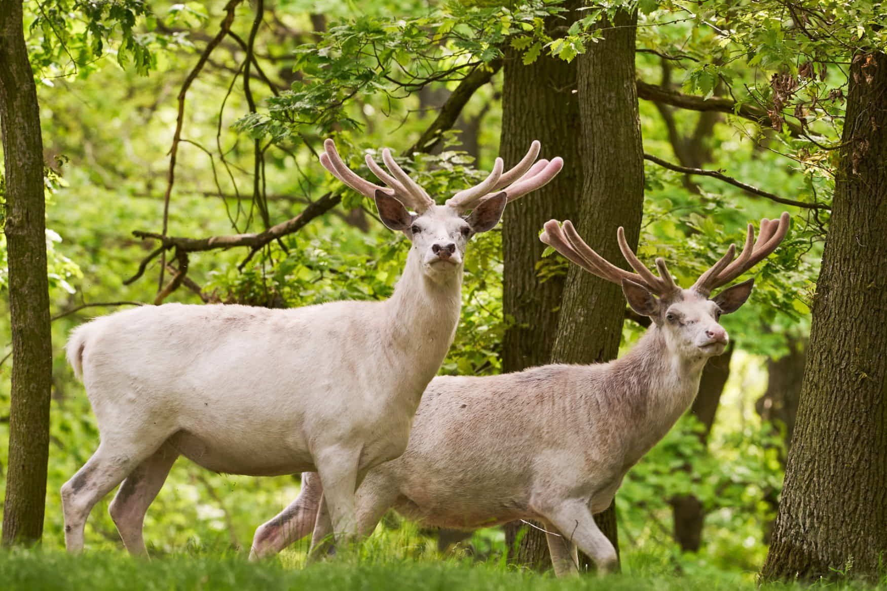 Obora Žleby photo 1