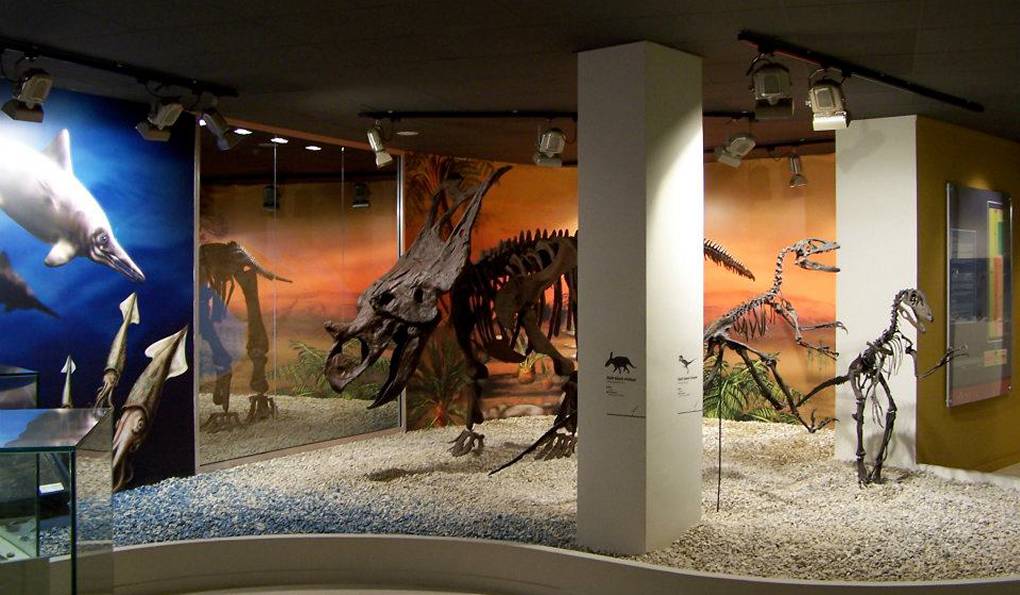 Paleontological Museum of Elche photo 1