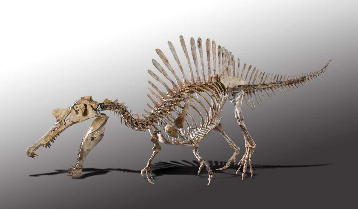 Paleontological Museum