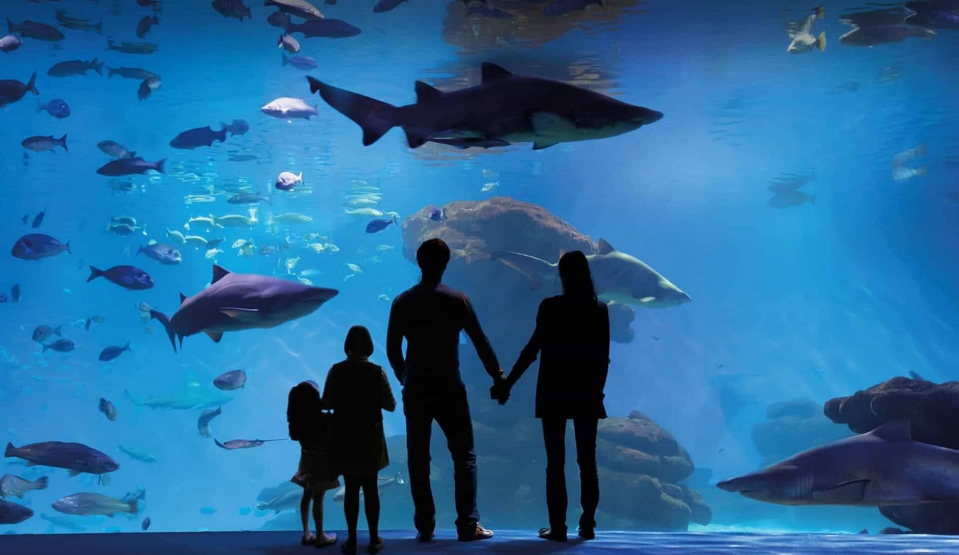 Palma Aquarium