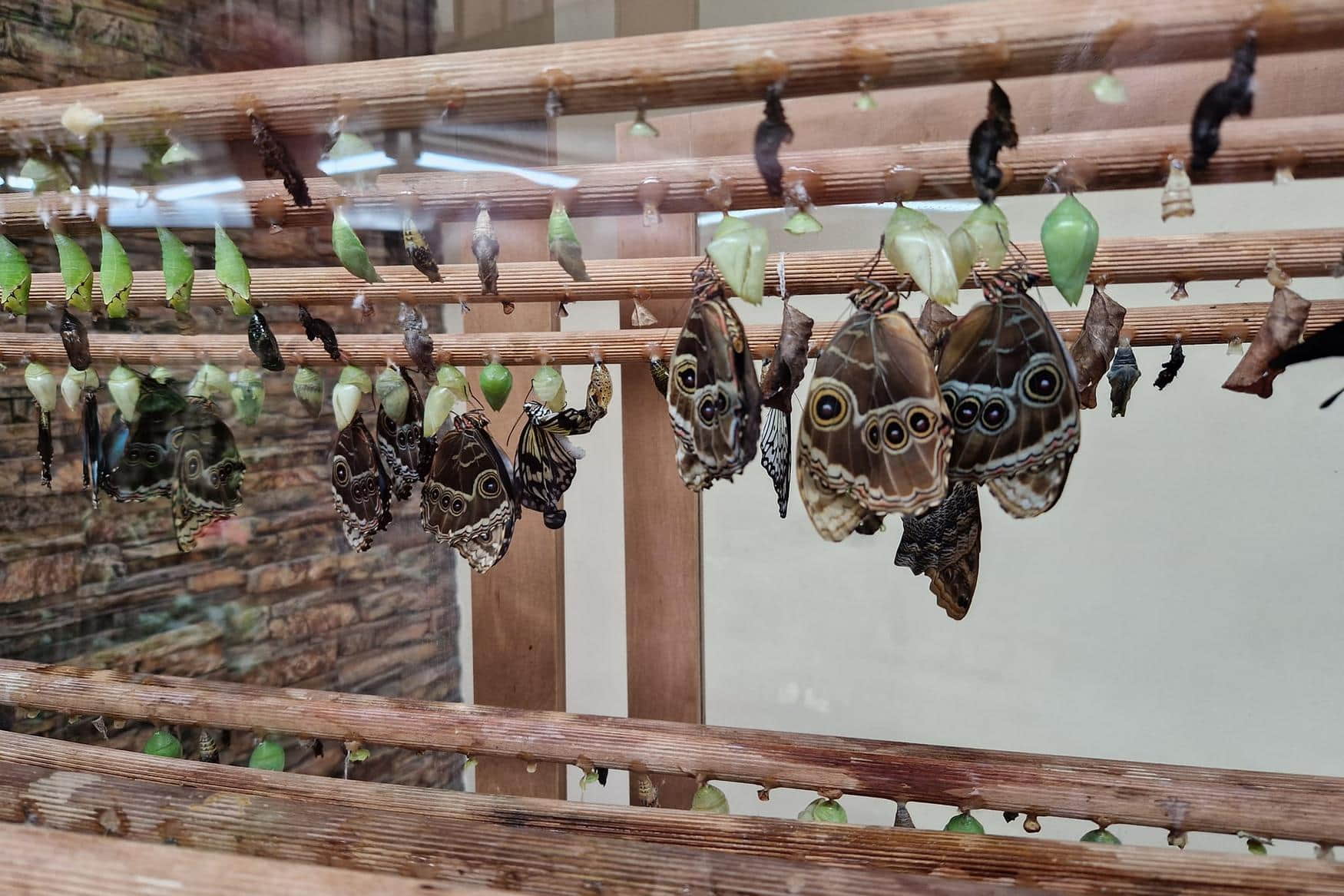 Papilonia Prague photo 1