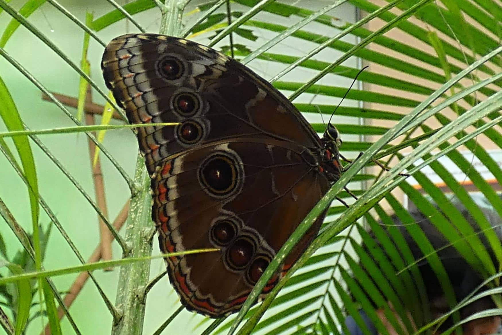 Papilonia Karlovy Vary photo 1