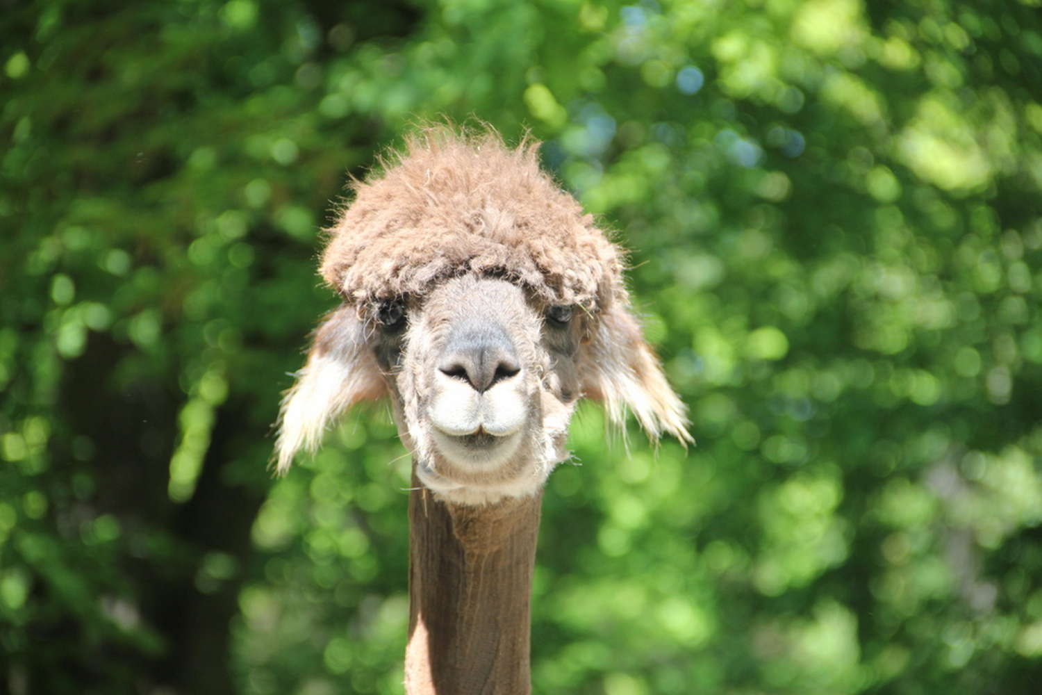 Park and Zoo Kaisergarten