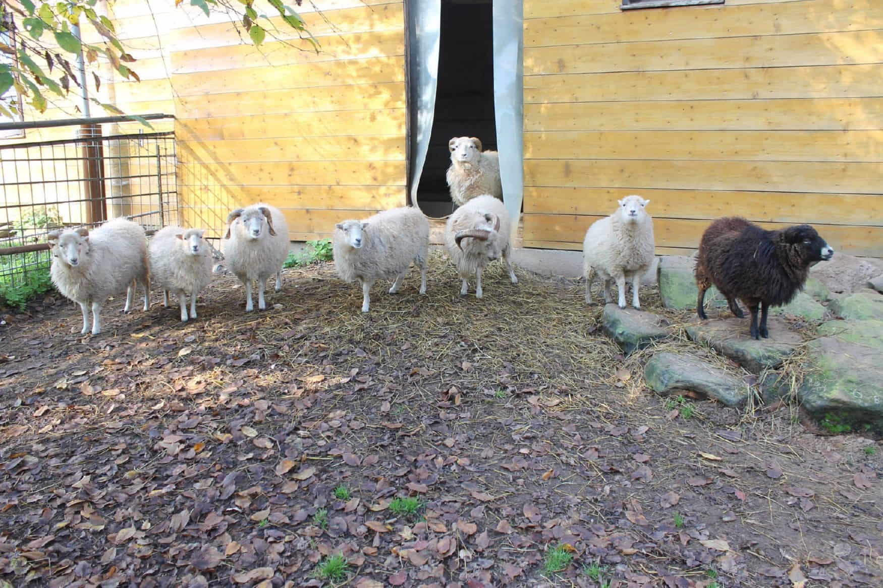 Petting Zoo Rulzheim photo 1