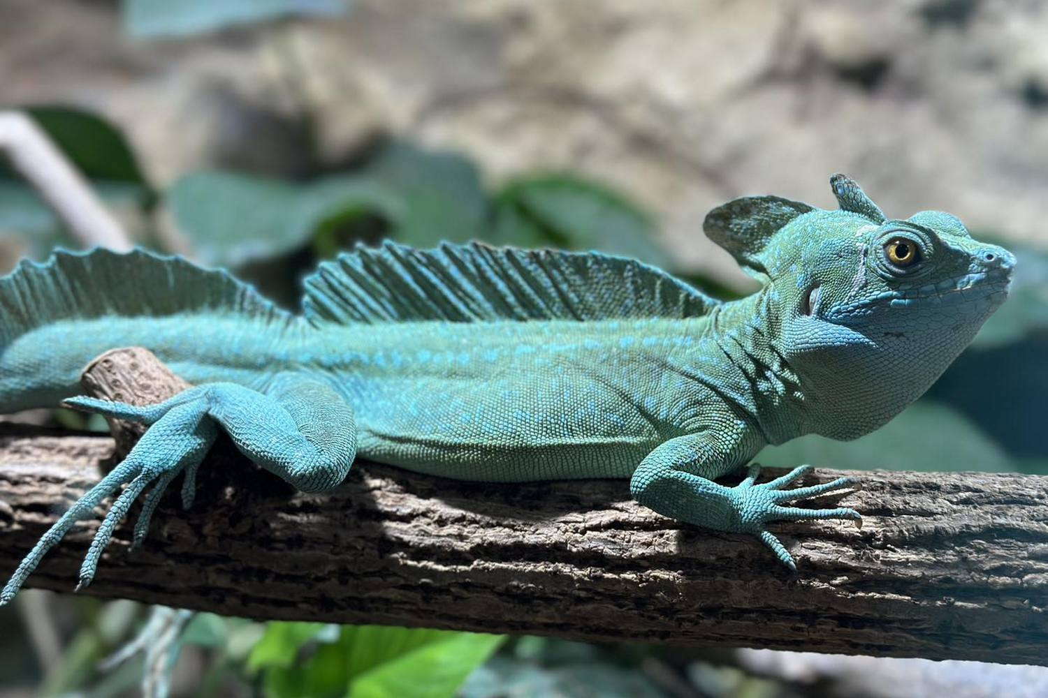 Reptilien Zoo Forchtenstein